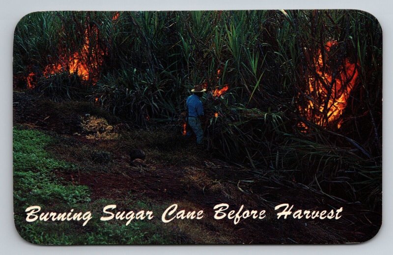 Burning Sugar Cane Before Harvest In Hawaii Vintage Unposted Postcard