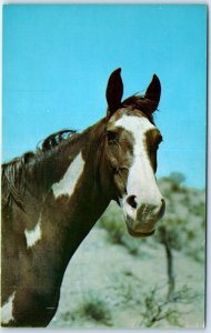 Postcard - Close-up of a Horse