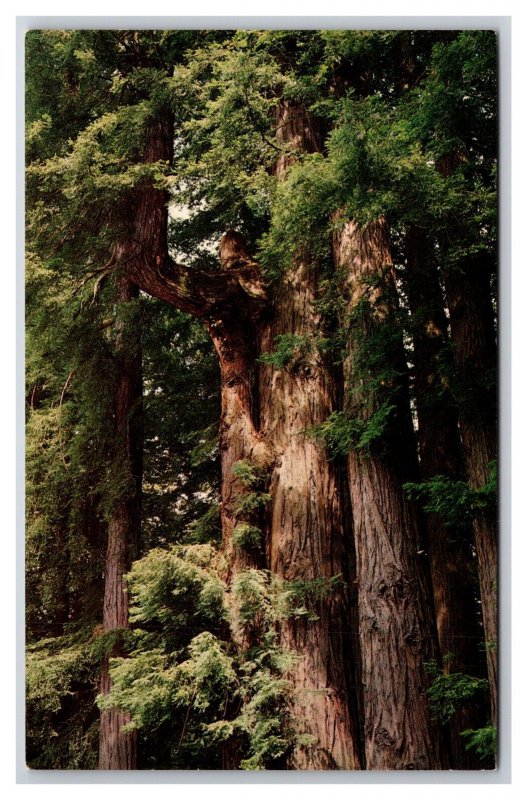 Balance Tree Myers Flat California CA UNP Chrome Postcard P28