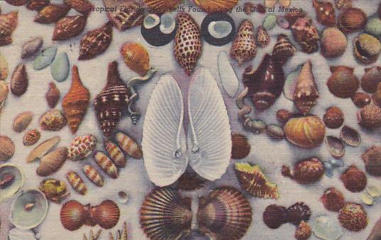 Florida Sea Shells Found Along Gulf Of Mexico 1957 Curteich