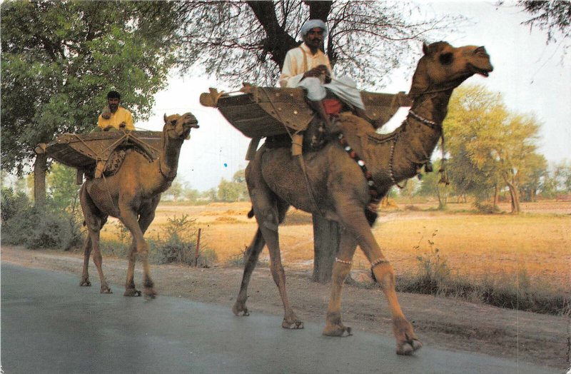 Lot156 camel view the interior sind province pakistan