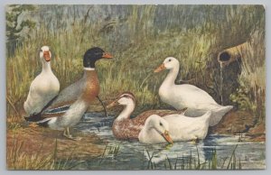Animal~Drawing of Ducks~Vintage Postcard 