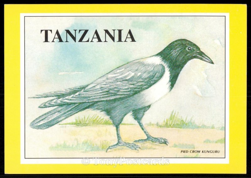 Tanzania - Pied Crow Kunguru