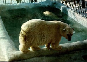 Canada Calgary The Zoo Polar Bears