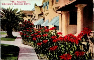 Vtg 1910's The Poinsettia California Christmas Flower CA Antique Postcard