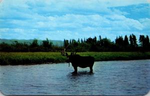 Colorado Bull Moose In A Mountain Stream