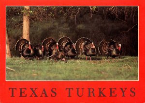 Texas Wild Turkeys