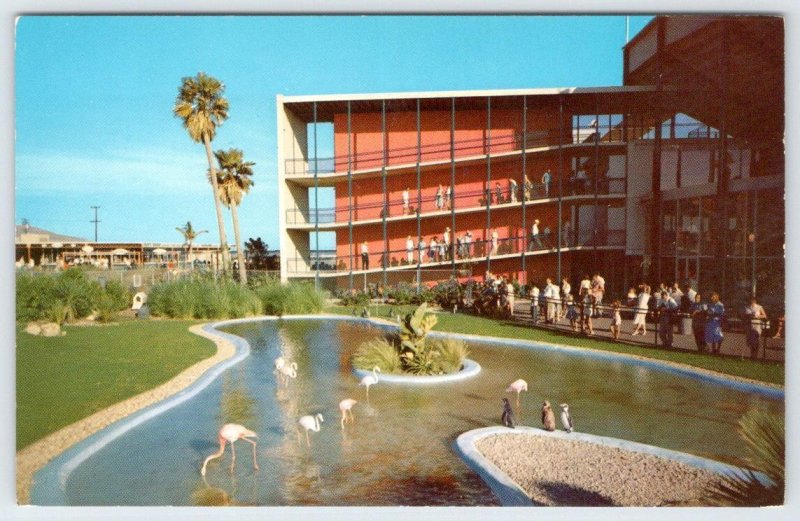 1958 MARINELAND OF THE PACIFIC FLAMINGO & PENGUIN POOL VINTAGE CHROME POSTCARD 