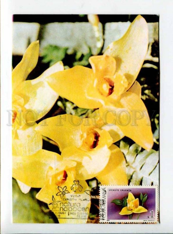 422211 ROMANIA 1990 year flowers orchid maximum card