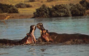 Hippos, Jimmy Cook, Cook's Restaurant Hippopotamus Sarasota, Florida, USA Unu...