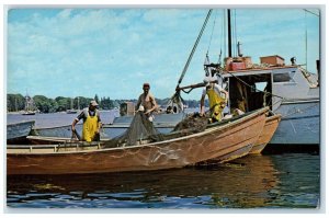 1966 Herring Seiners Handling Hear Dories Harbor Boothbay Harbor Maine Postcard