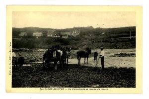 France - Les Pieux-Sciotot. Kelp Harvesting  (Passed by US Army Censor)