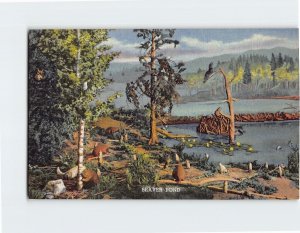 Postcard Beaver Pond, Diorama At State Museum, Denver, Colorado