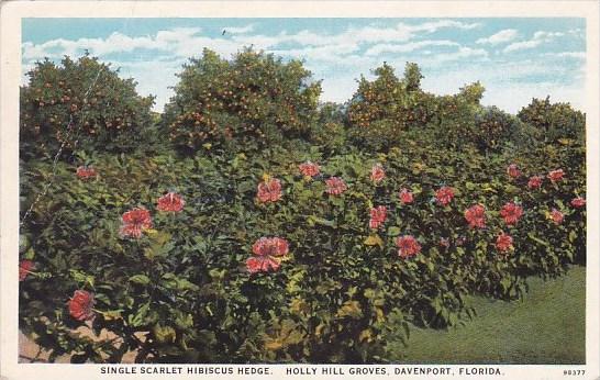 Florida Davenport Single Scarlet Hibiscus Hedge Holly Hill Groves