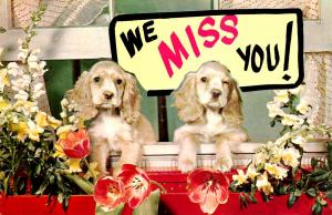 Two Dogs - We Miss You!