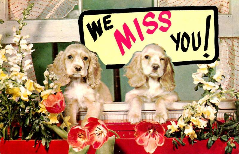 Two Dogs - We Miss You!