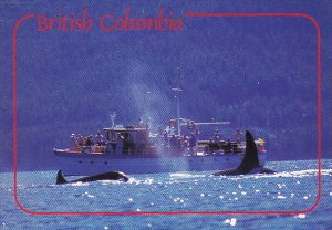 Canada Killer Whale Watching British Columbia