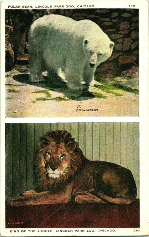 Vtg Carte Postale Chicago Illinois Il Lincoln Park Zoo Polar Bear Et Lion Multi