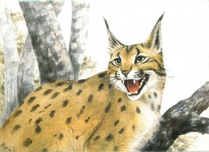 Lynx Lynx wild animals, RASUL, postcard