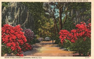 Vintage Postcard 1930s Azaleas & Spanish Moss Bellingrath Gardens Mobile Ala.