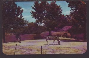 Zebras,Forest Park Zoo,St Louis,MO Postcard 