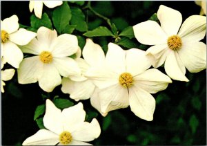 Canada British Columbia Floral Emblem The Pacific Dogwood