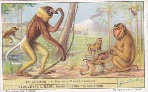 Liebig Trade Card S1603 Monkeys No 1 Nasica e Macaco Lapunder