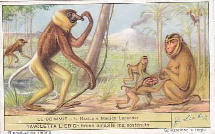 Liebig Trade Card S1603 Monkeys No 1 Nasica e Macaco Lapunder