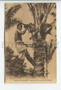 460750 FRENCH Africa catholic mission Saint-Esprit man picking fruit palm tree