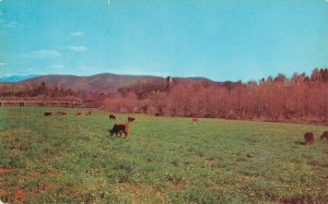 USA Cattle Grazing In Southwest Virginia Vintage Postcard 08.17