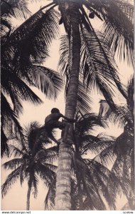 RP: BARRANQUILLA, Colombia, 1920s; Man Climbing A Palm