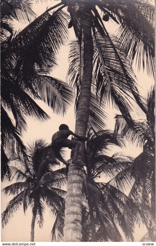 RP: BARRANQUILLA, Colombia, 1920s; Man Climbing A Palm