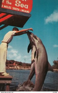 Dolphins , Theatre of the Sea , MIAMI , Florida , 50-60s