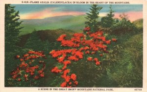 Vintage Postcard Flame Azalea Calendulacea Bloom Smoky Mountain National Park