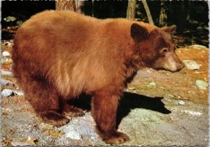 VINTAGE CONTINENTAL POSTCARD AMERICAN BLACK BEAR YOSEMITE NATIONAL PARK CALIF