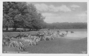 BR101300 klampenborg dyrehaven deer real photo copenhagen denmark