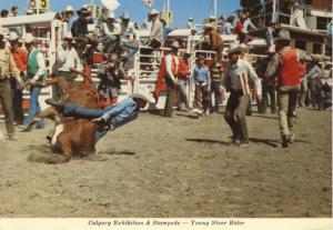 Calgary Stampede Rodeo Young Steer Rider Calgary AB Alberta Cowboy Postcard D17