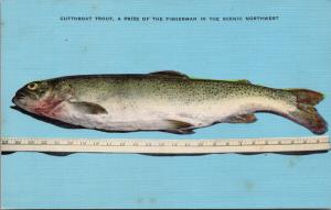 Cutthroat Trout Fish Two Feet Fishing Blue Northwest USA UNUSED Postcard E51