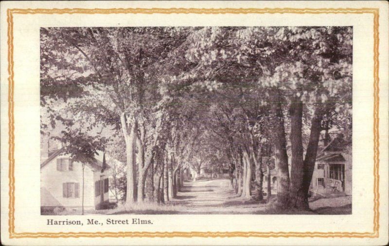 Harrison ME Street Elm Trees c1910 Postcard