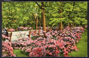 Azealeas Flowers,in Forsythe Park,Savannah,GA