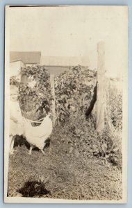c1910s Little Girl With Chicken Scene Field RPPC Photo Unposted Antique Postcard