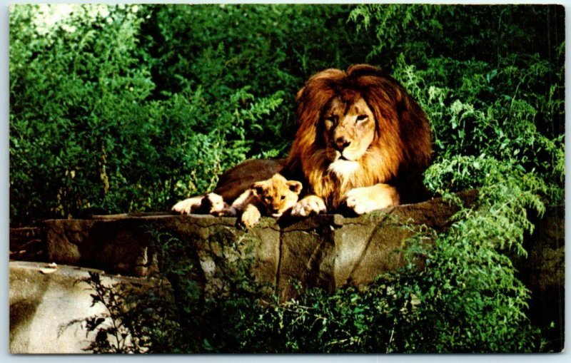 Postcard - Lions - Chicago Zoological Park (Brookfield Zoo) Brookfield, Illinois