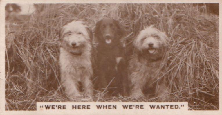 Dog Dogs Lost In Farm Bushes Old German Real Photo Cigarette Card