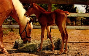 Horses Mother and Colt