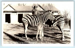 RPPC WASHINGTON D.C. National Zoo Zoological Park CHAPMAN'S ZEBRA 1940s Postcard