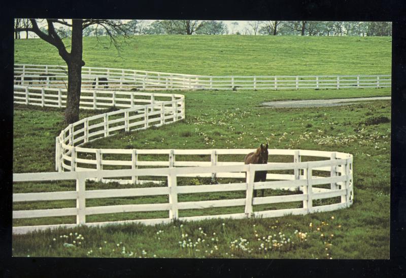 Lexington, Kentucky/KY Postcard, White Fencees/Horse, Kentucky Horse Park