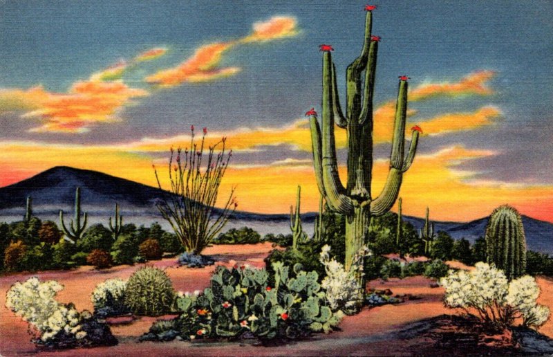 Cactus Sunset On The Desert Curteich