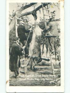 1930's rppc EXAGGERATION - RABBIT HUNTING Dodge City Kansas KS i8422