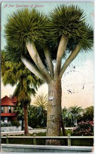 Postcard - A fine Specimen of Yucca - California