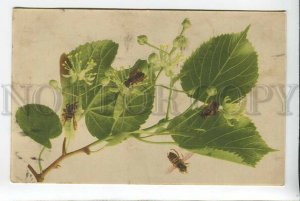 3184936 BEE & Flowers on Tree Vintage Rommel postcard